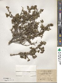 Lonicera myrtillus image