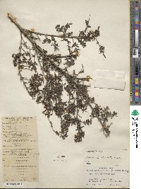 Lonicera myrtillus image