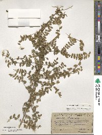 Lonicera pileata var. yunnanensis image