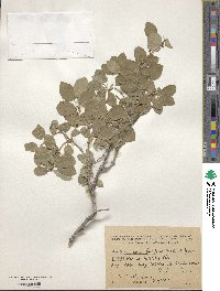 Lonicera nummulariifolia image