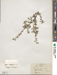 Lonicera obovata image