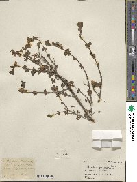 Lonicera obovata image