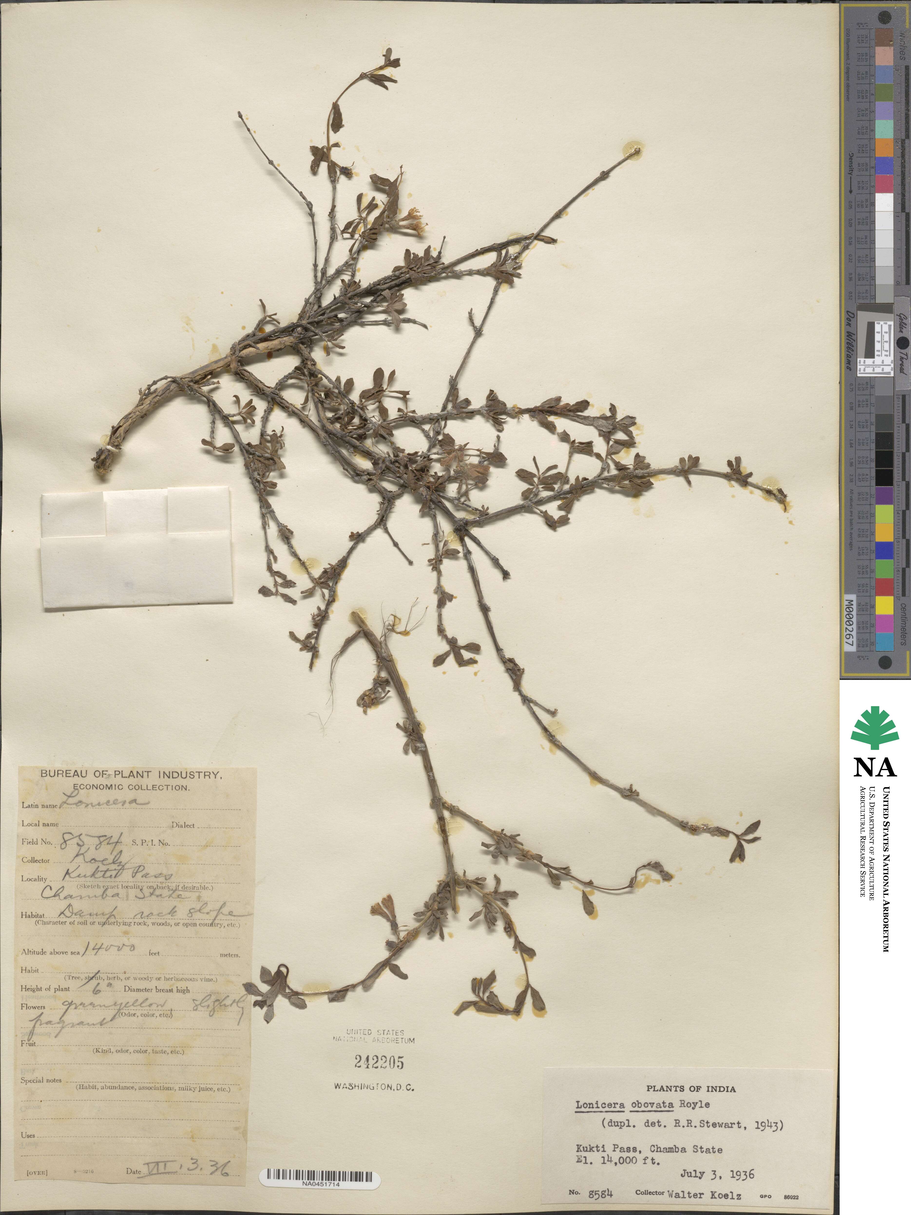 Lonicera obovata image