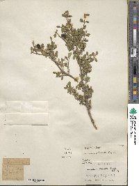 Lonicera obovata image