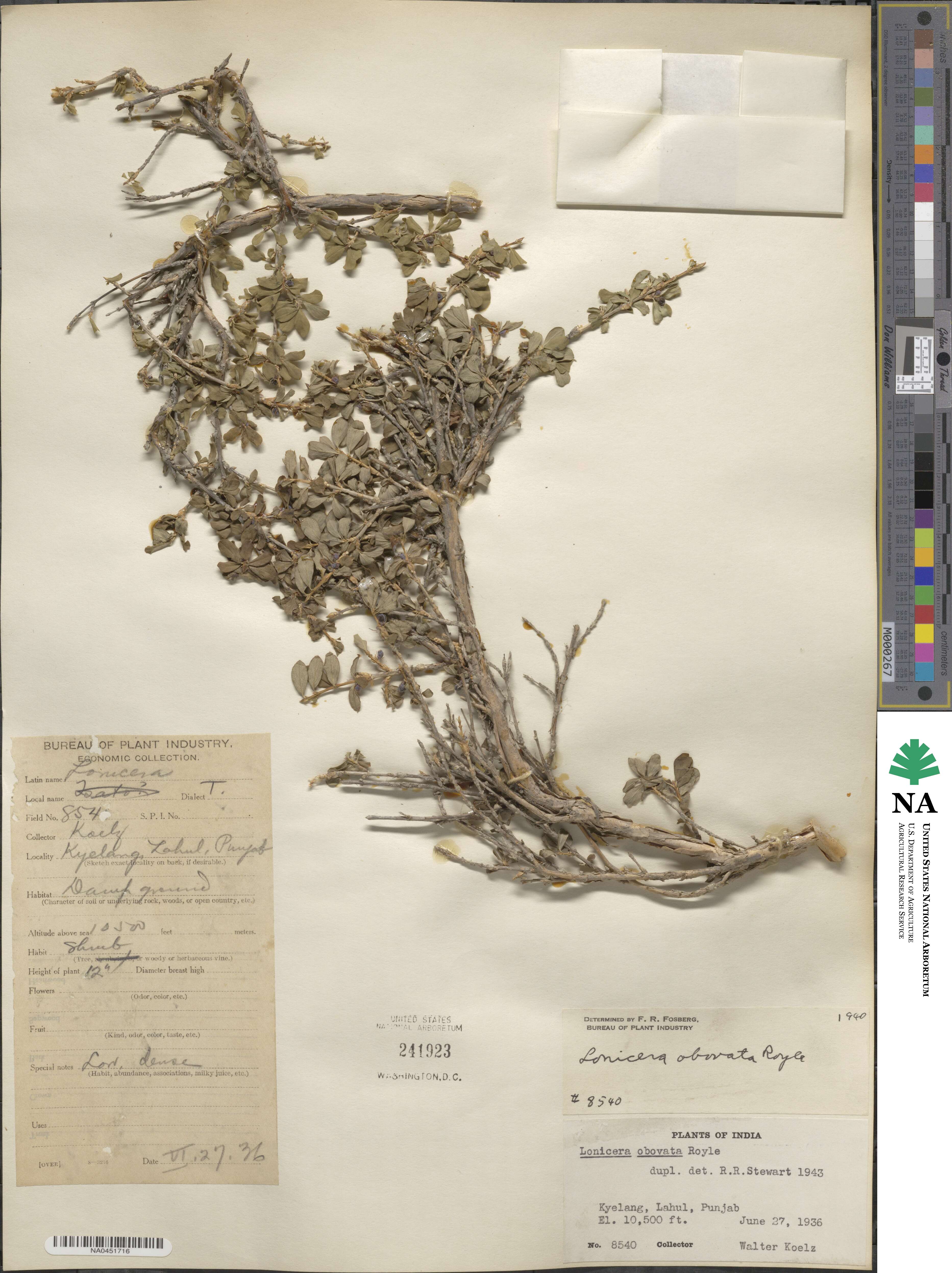 Lonicera obovata image