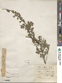 Lonicera obovata image