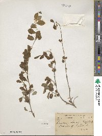 Lonicera obovata image