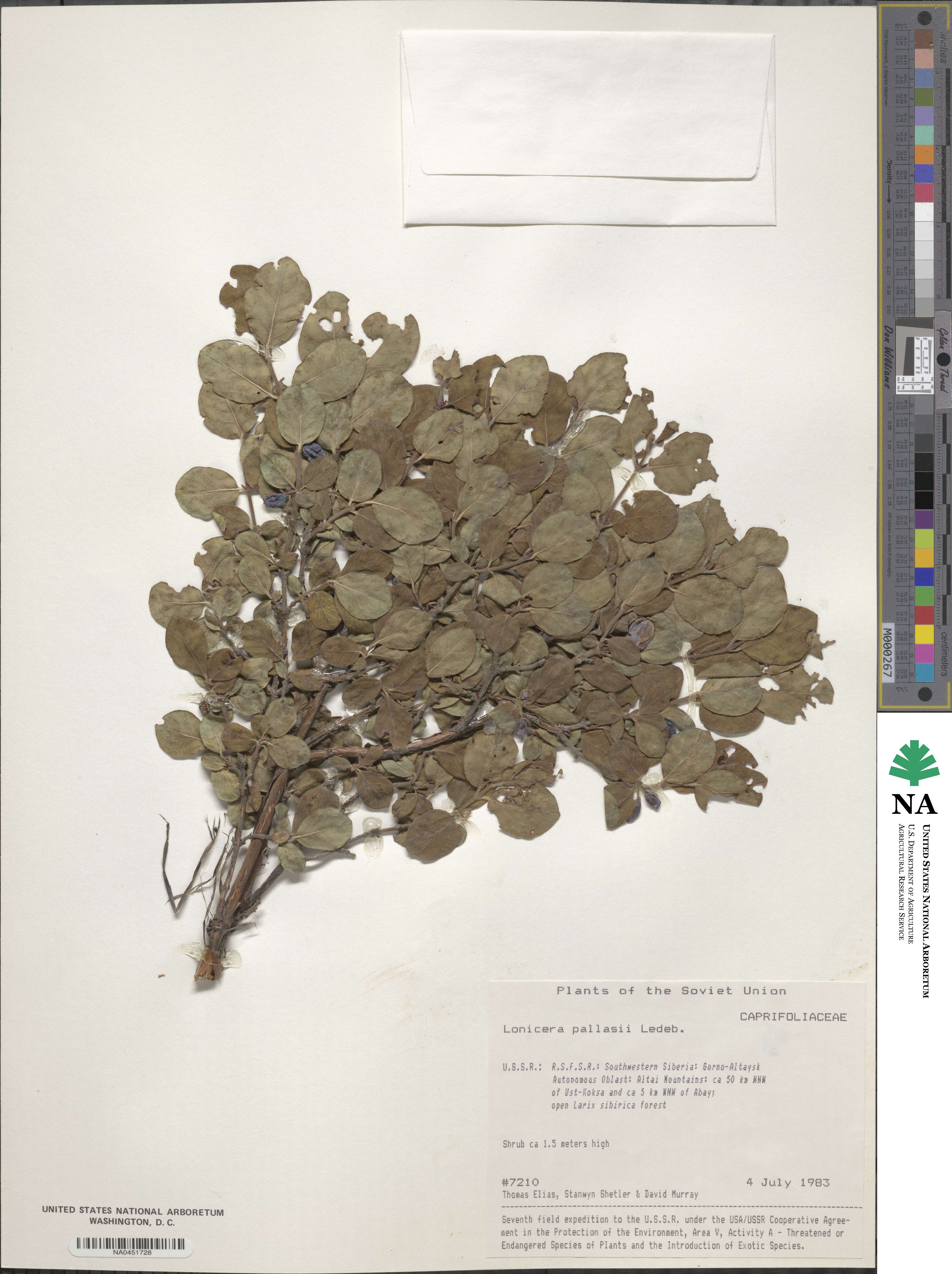 Lonicera caerulea subsp. pallasii image