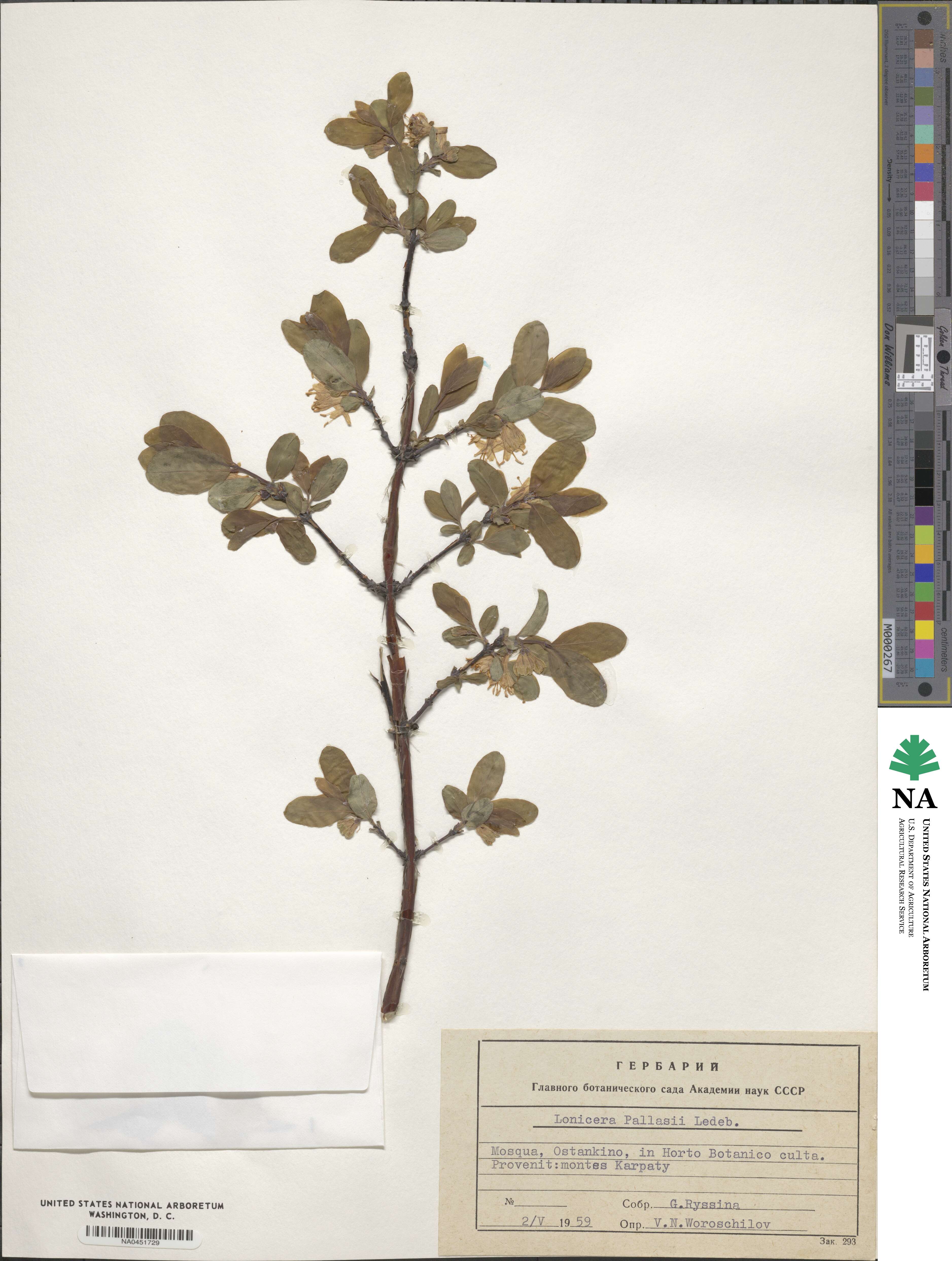 Lonicera caerulea subsp. pallasii image