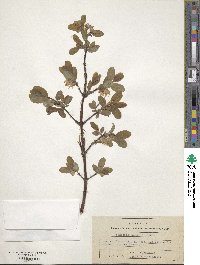 Lonicera caerulea image