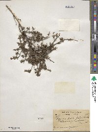 Lonicera parvifolia image