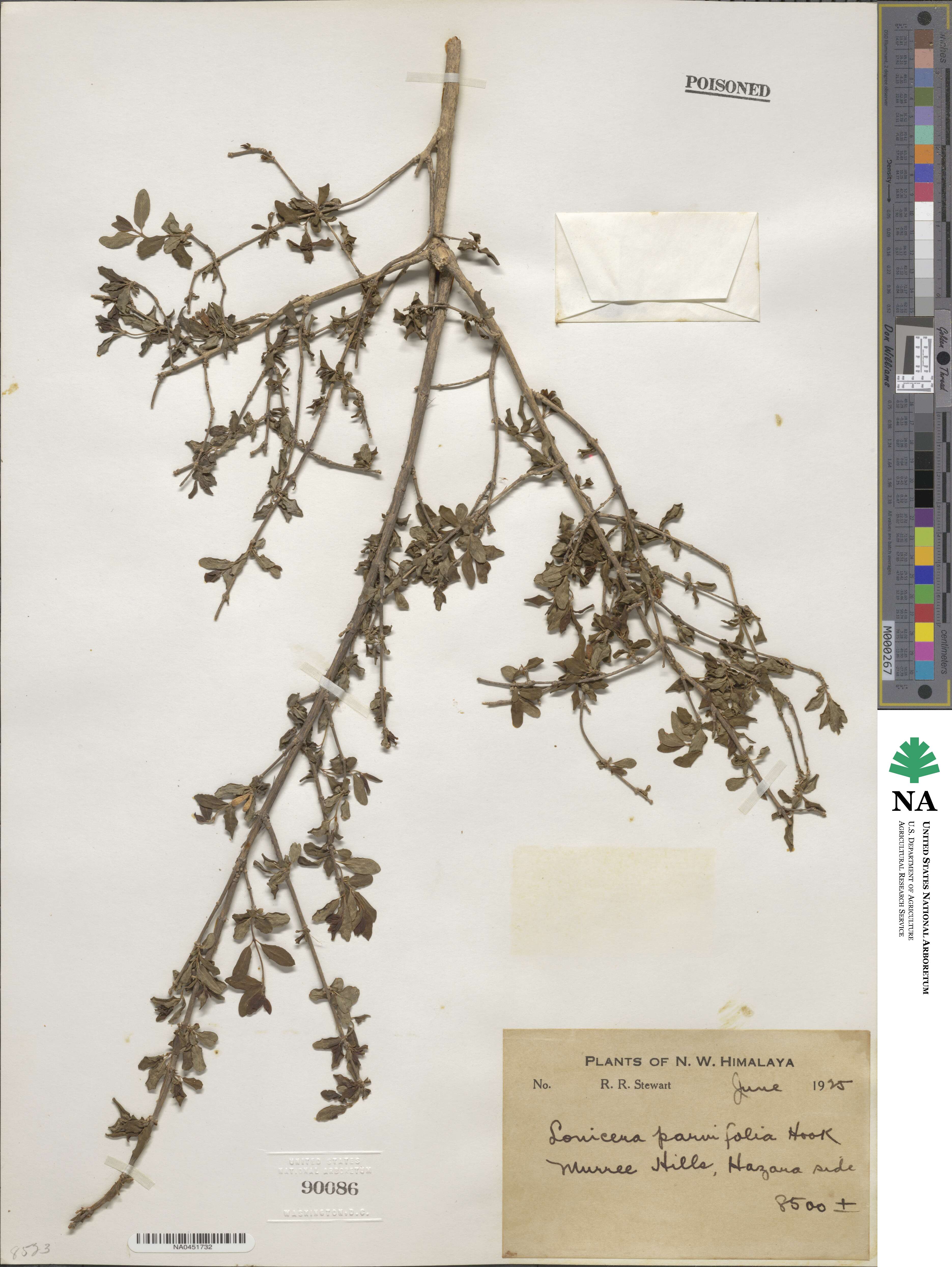 Lonicera parvifolia image