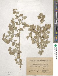 Lonicera nummulariifolia subsp. nummulariifolia image