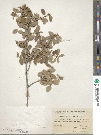 Lonicera nummulariifolia subsp. nummulariifolia image