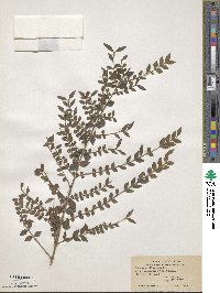 Lonicera pileata var. yunnanensis image