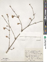 Lonicera praeflorens image