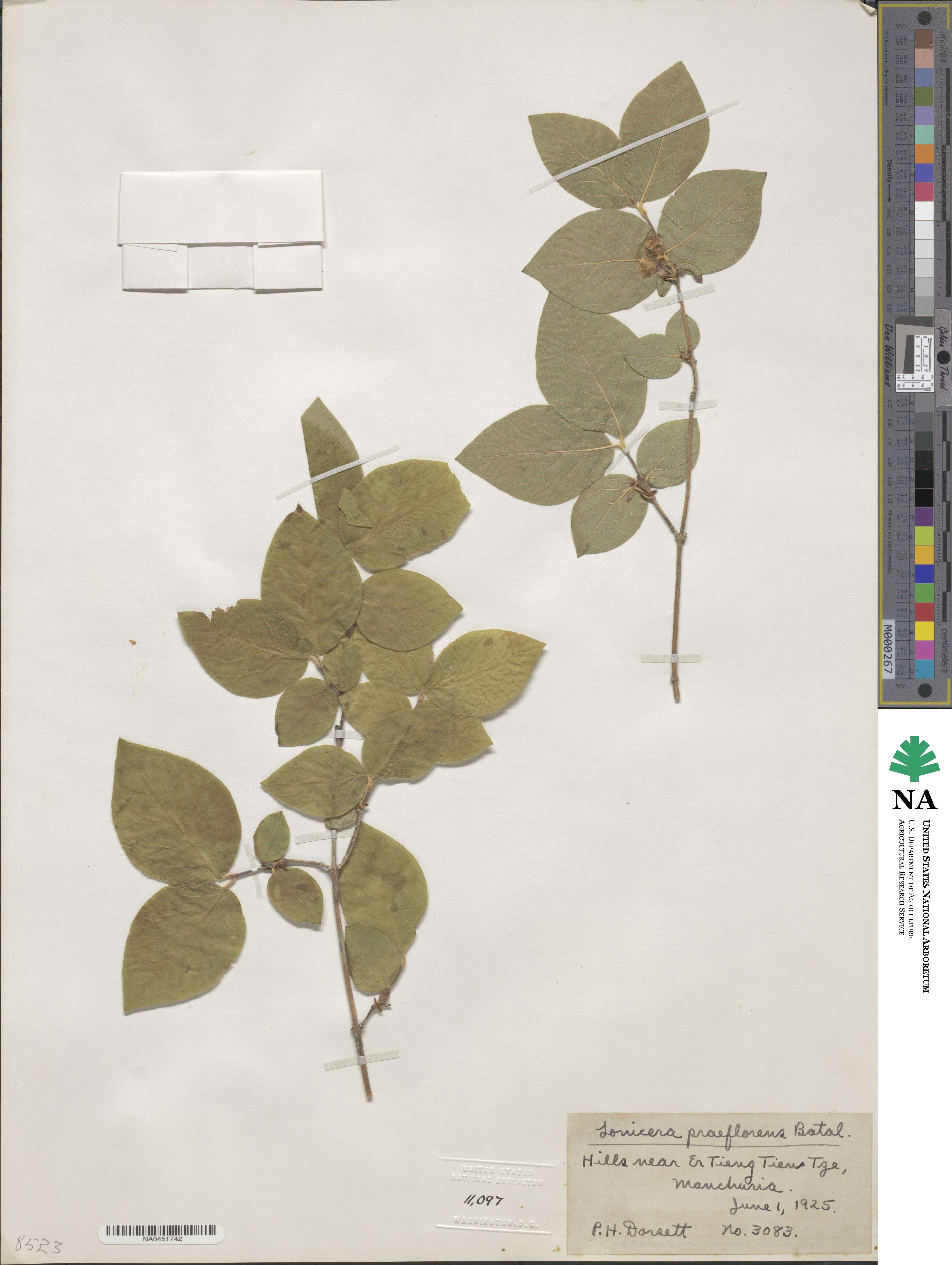 Lonicera praeflorens image