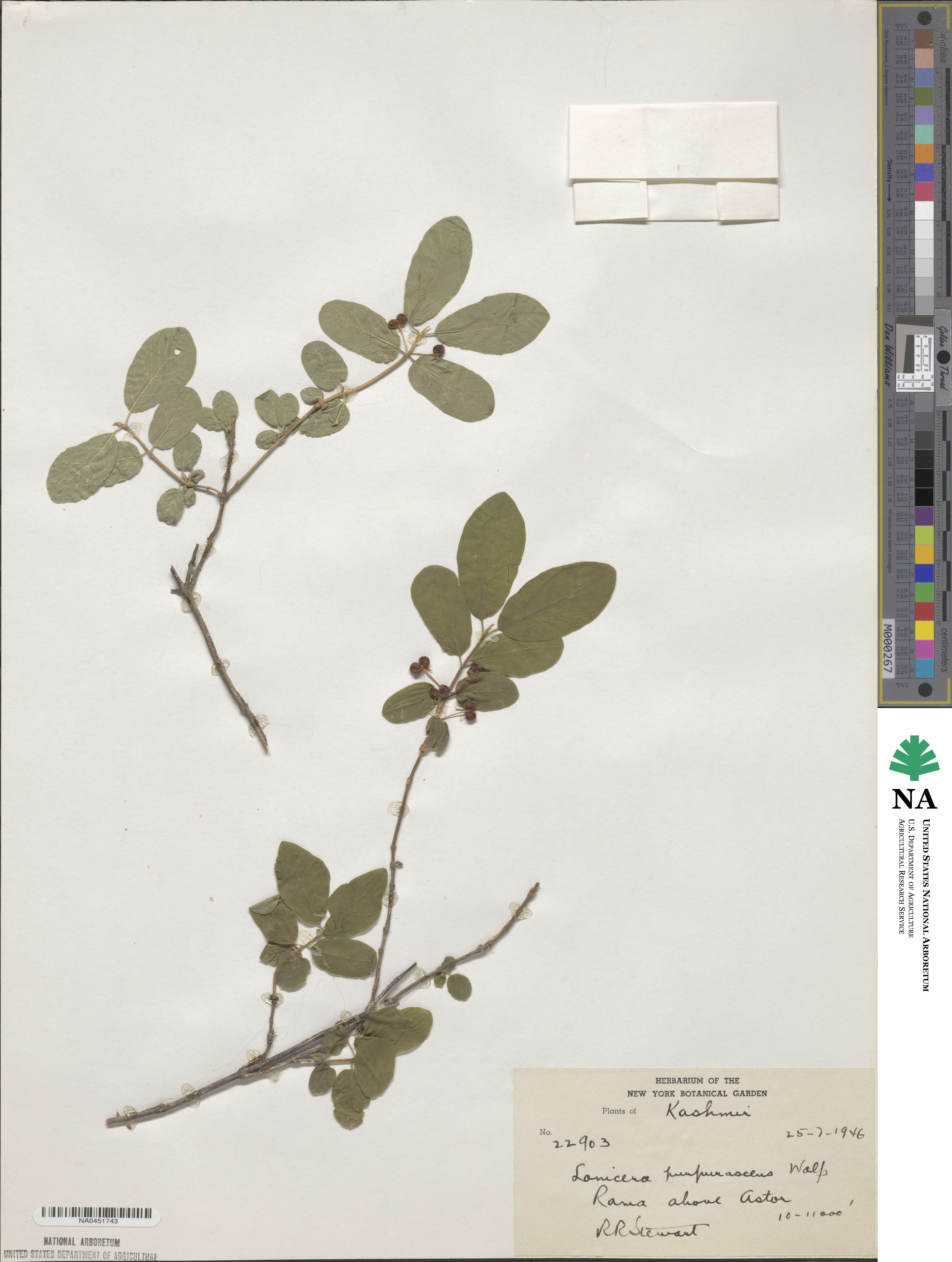 Lonicera purpurascens image