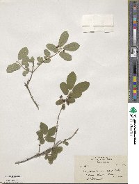 Lonicera purpurascens image