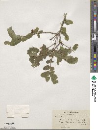 Lonicera purpurascens image