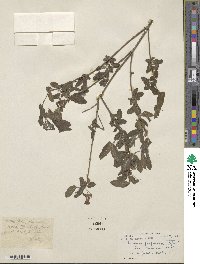 Lonicera purpurascens image