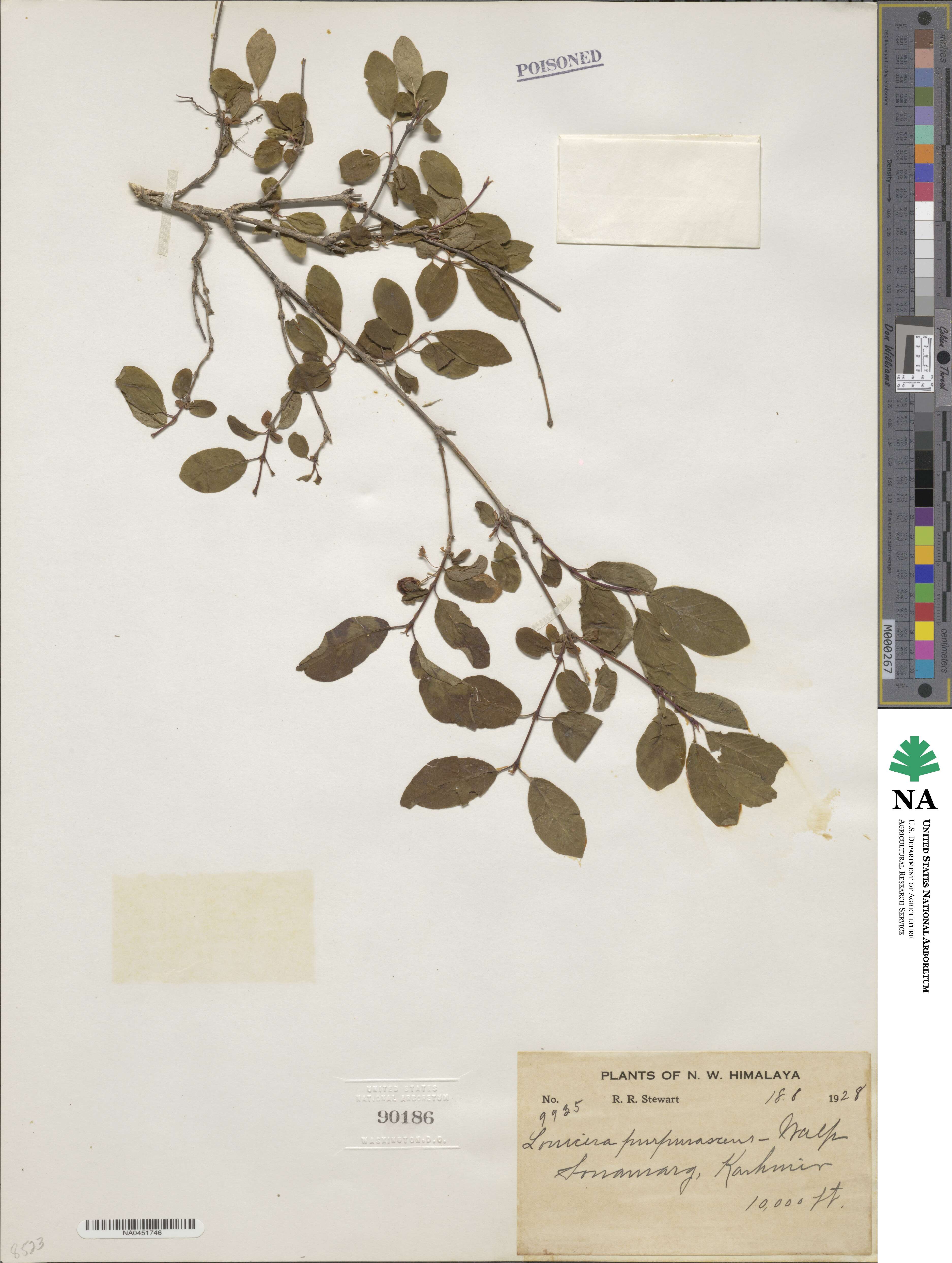 Lonicera purpurascens image