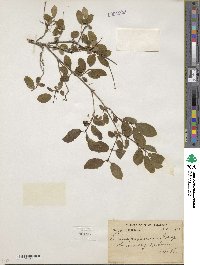 Lonicera purpurascens image