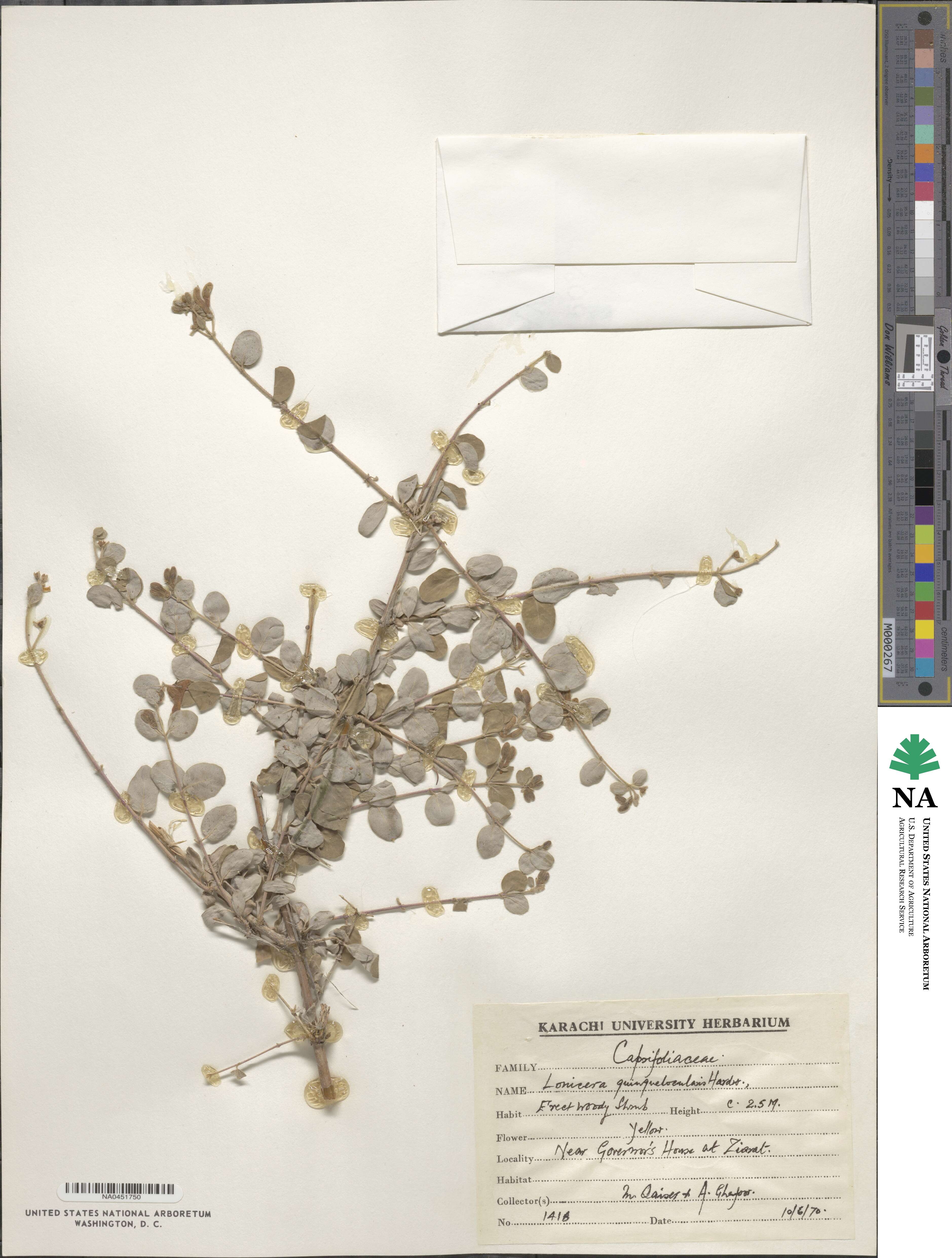 Lonicera quinquelocularis image