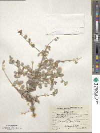 Lonicera quinquelocularis image