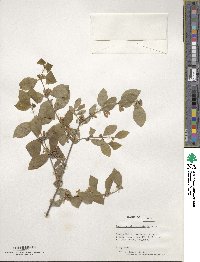 Lonicera quinquelocularis image