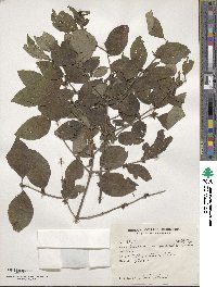 Lonicera quinquelocularis image