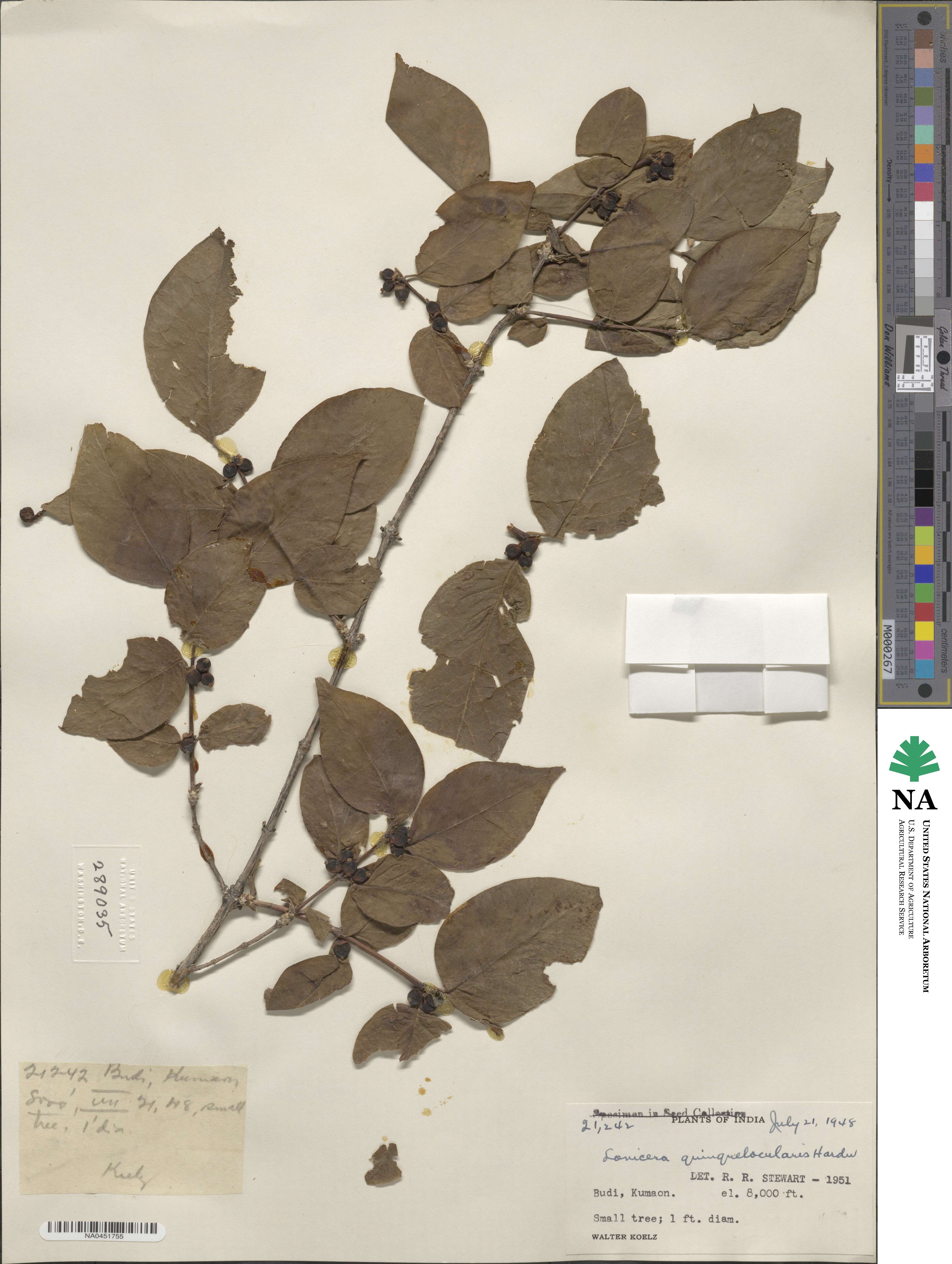 Lonicera quinquelocularis image