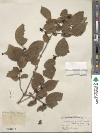 Lonicera quinquelocularis image