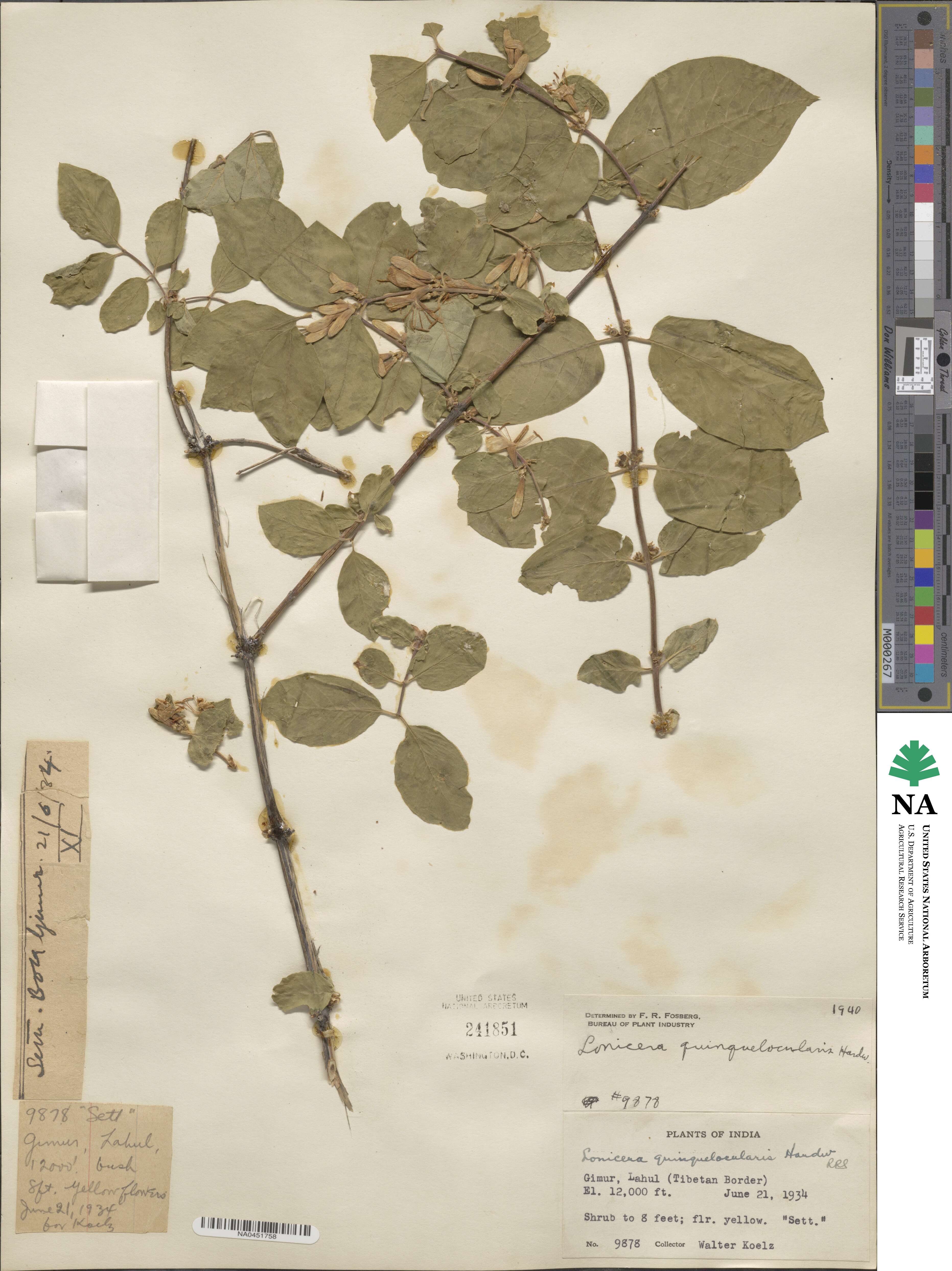 Lonicera quinquelocularis image