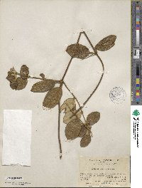 Lonicera reticulata image