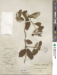 Lonicera reticulata image