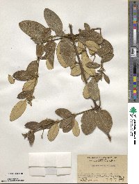 Lonicera reticulata image