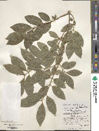 Lonicera maximowiczii var. sachalinensis image