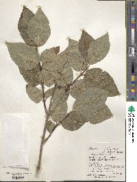 Lonicera maximowiczii var. sachalinensis image