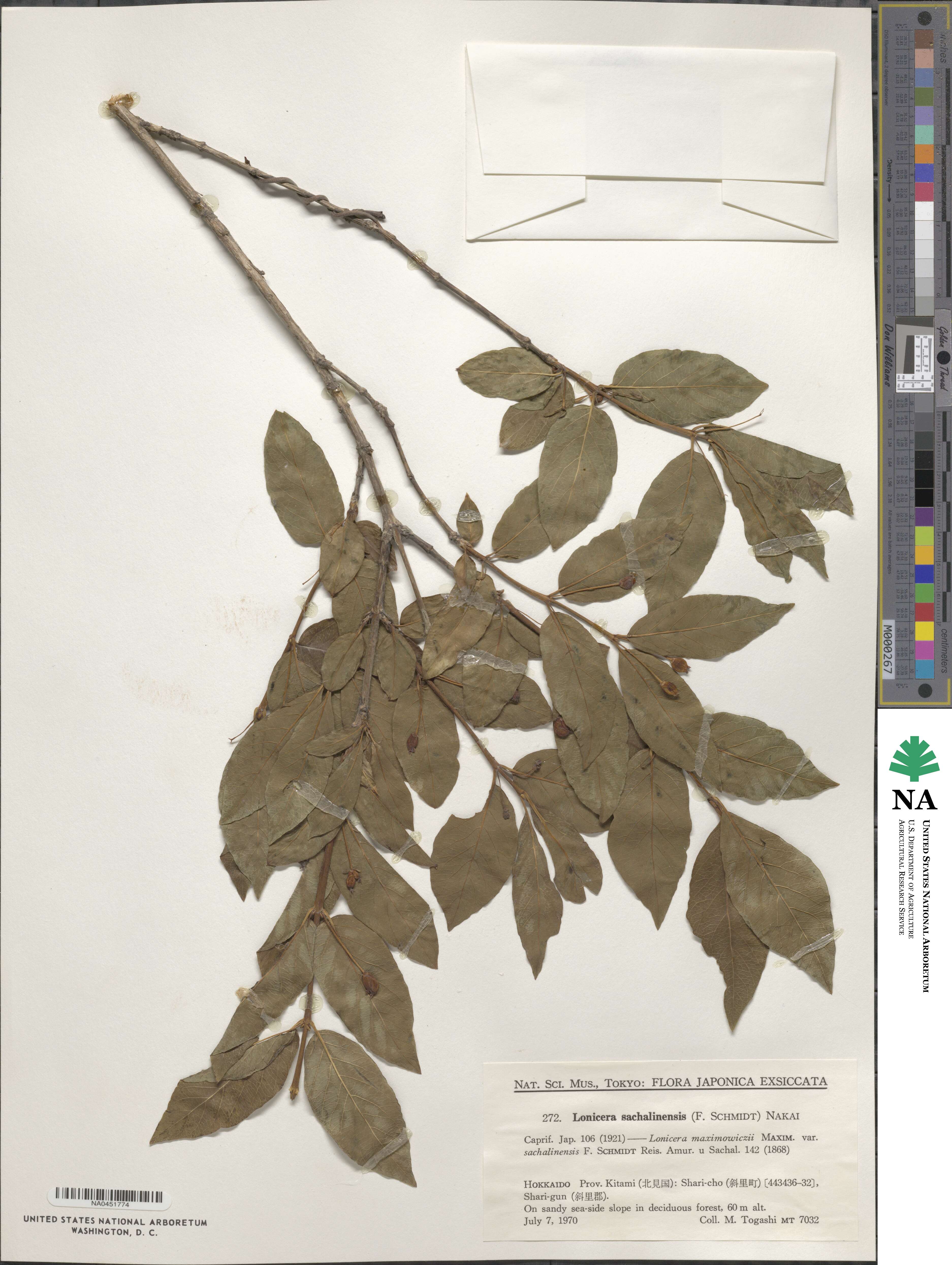 Lonicera maximowiczii var. sachalinensis image