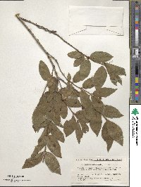 Lonicera maximowiczii var. sachalinensis image