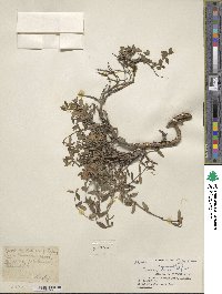 Lonicera semenovii image