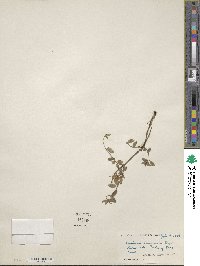 Lonicera semenovii image