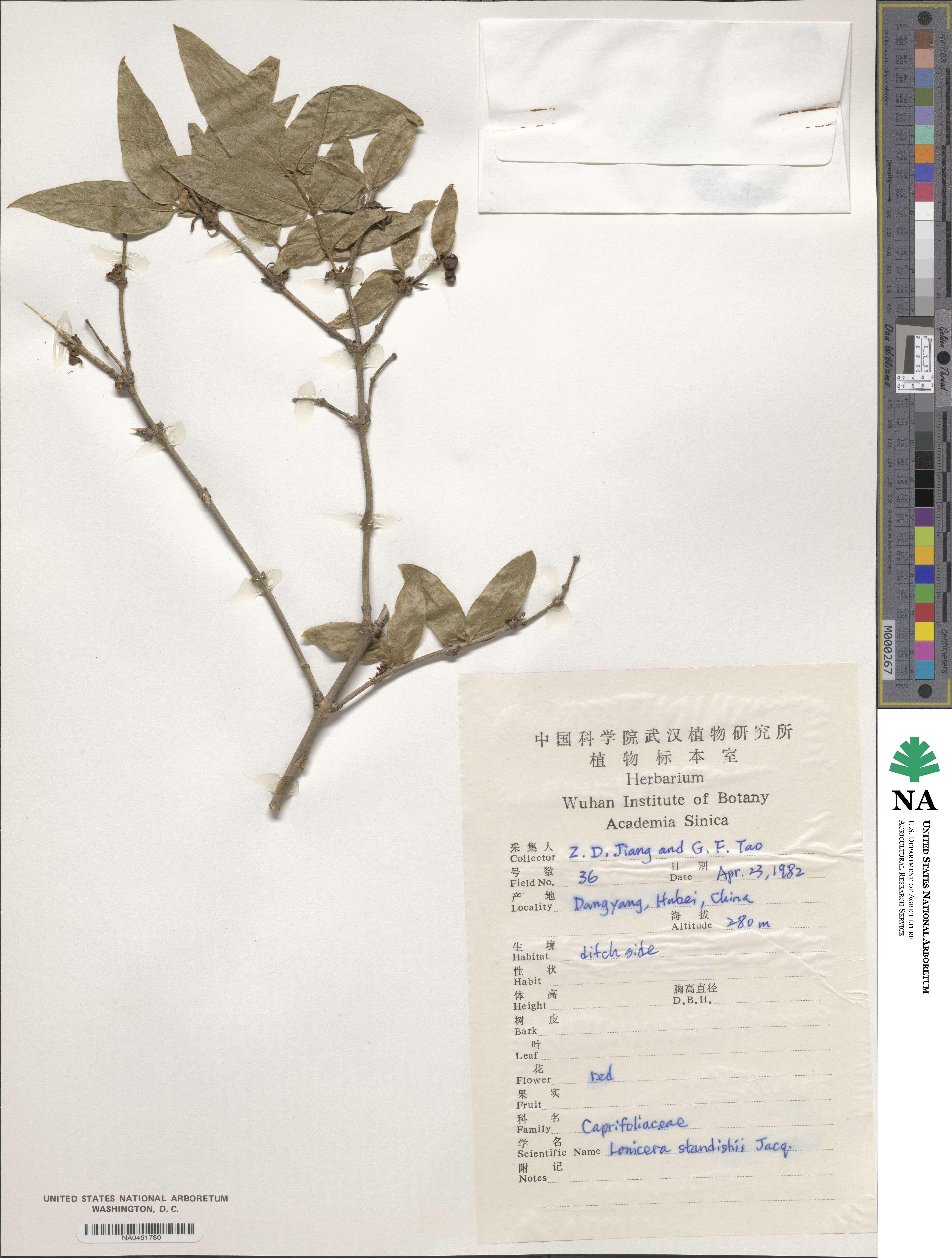 Lonicera fragrantissima subsp. standishii image