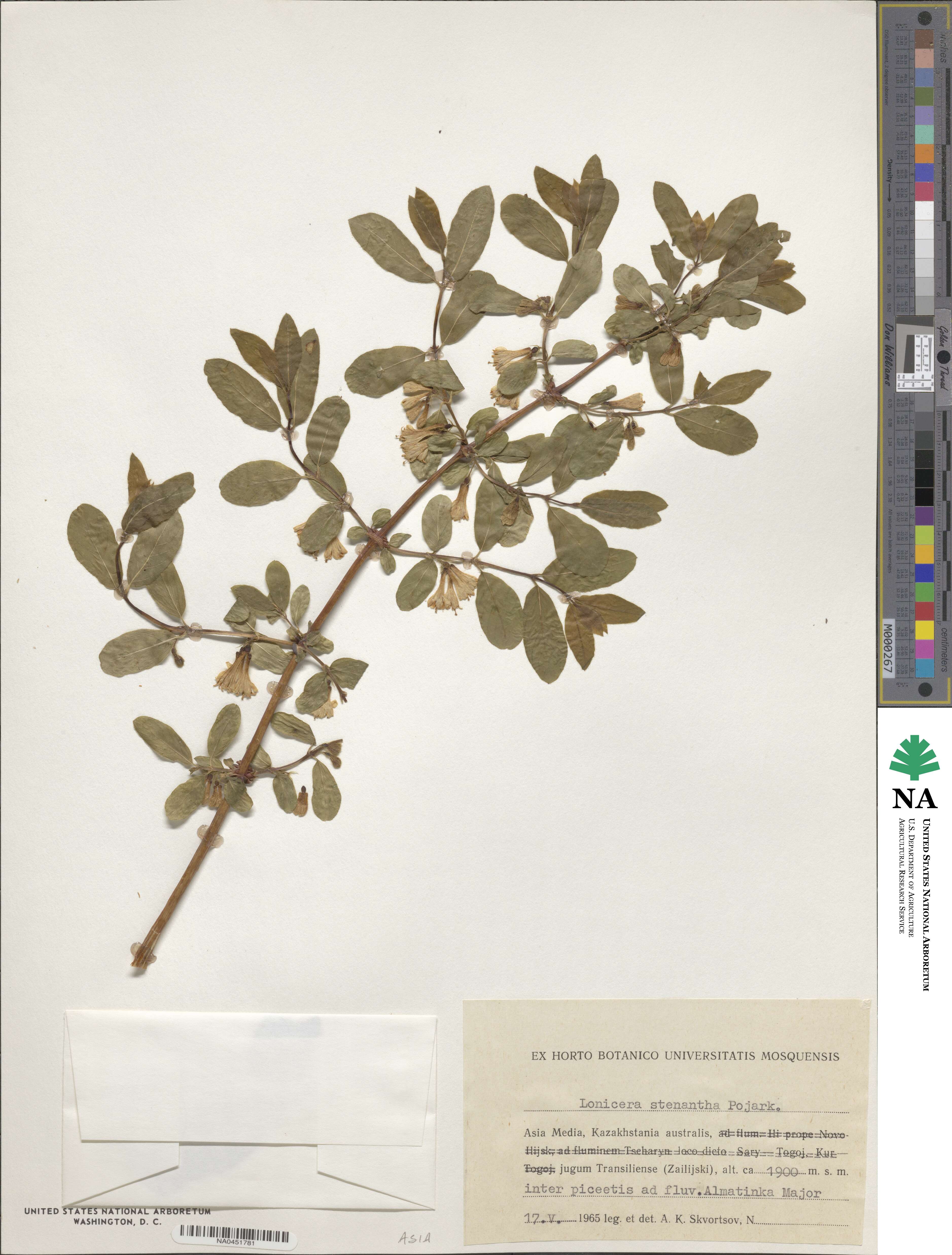 Lonicera caerulea subsp. stenantha image