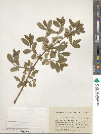 Lonicera caerulea image