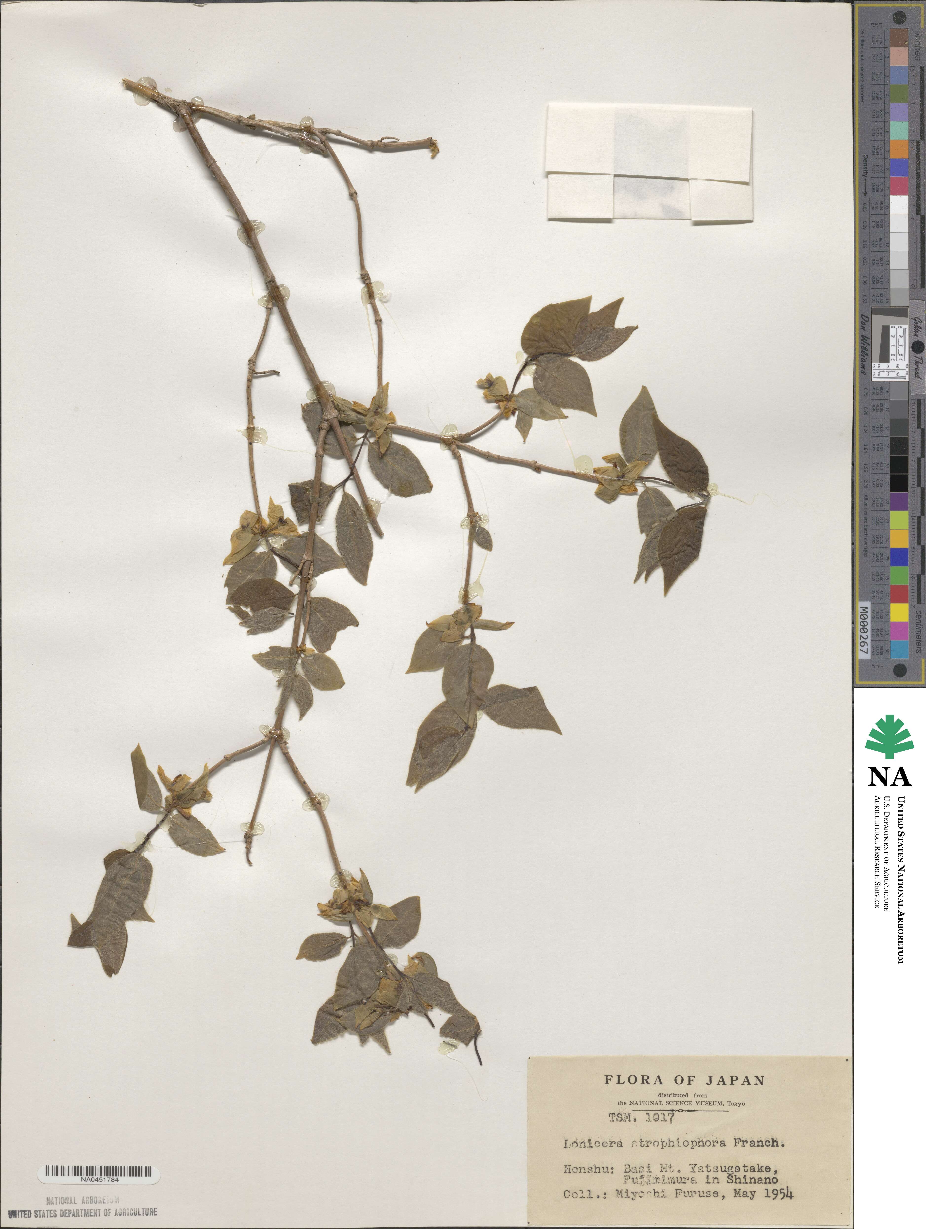 Lonicera strophiophora image