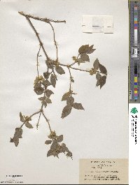 Lonicera strophiophora image