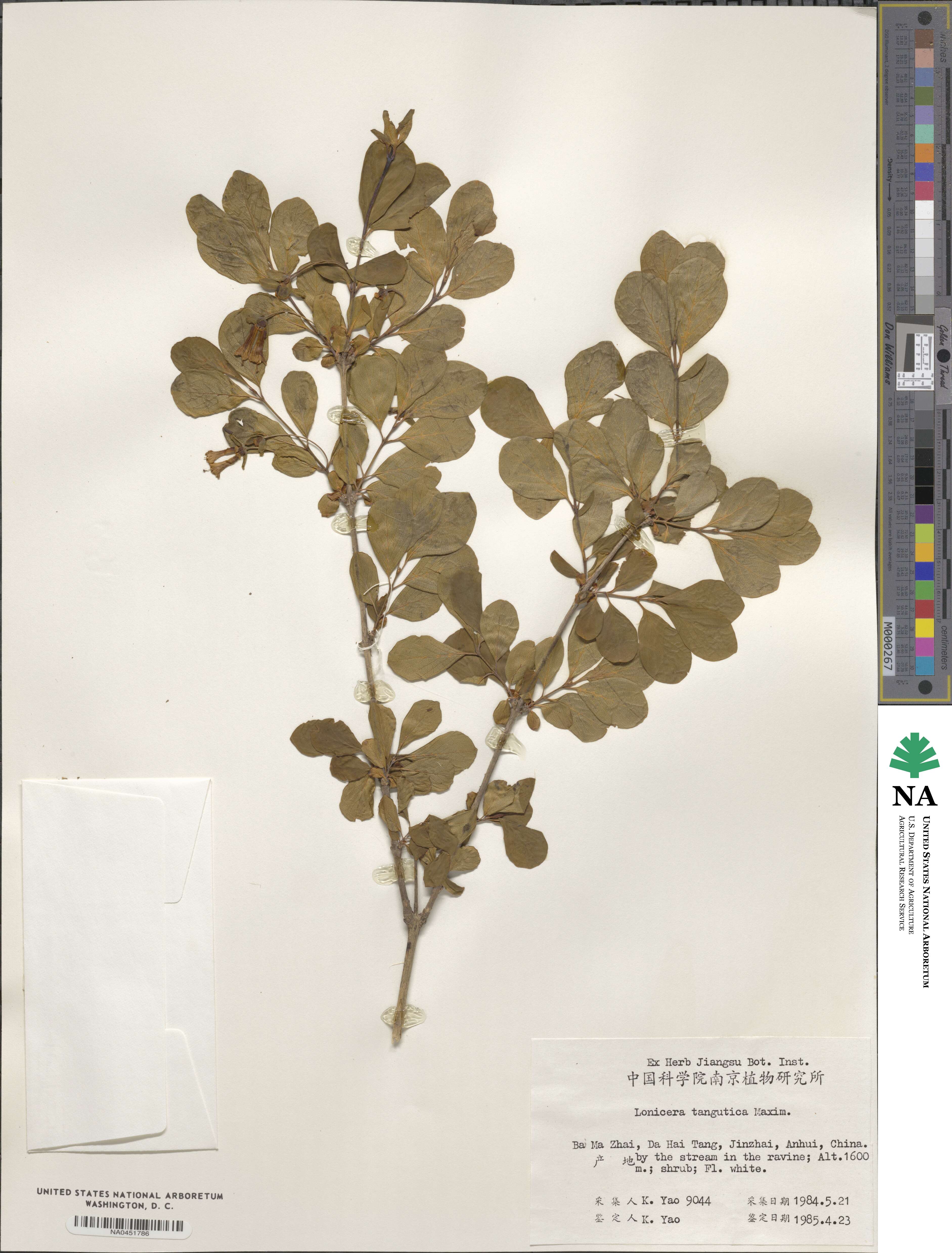 Lonicera tangutica image