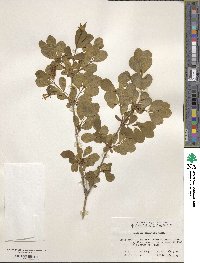 Lonicera tangutica image